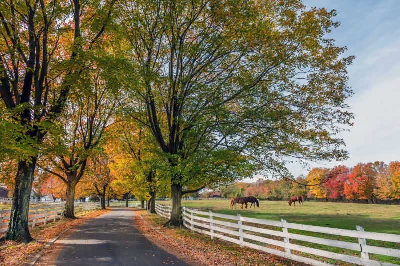 Equine Fence Installation in Roseville, CA